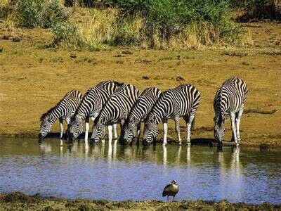Pilanesberg Wildlife Expedition: Full-Day Adventure Pilanesberg Wildlife Expedition: Full-Day Adventure