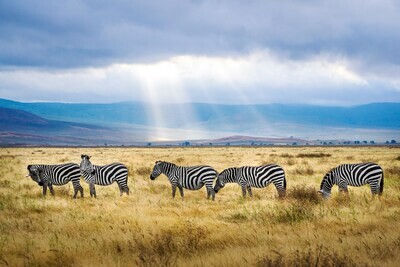 The Great Savannah Luxury Safari All Inclusive | 7 Days