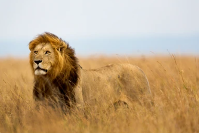3-Day Kruger Safari and Panorama Route: Midrange Adventure 3-Day Kruger Safari and Panorama Route: Midrange Adventure