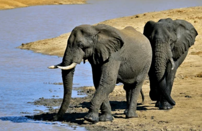 Ultimate Kruger Safari Experience: 5-Days of Wildlife Adventure