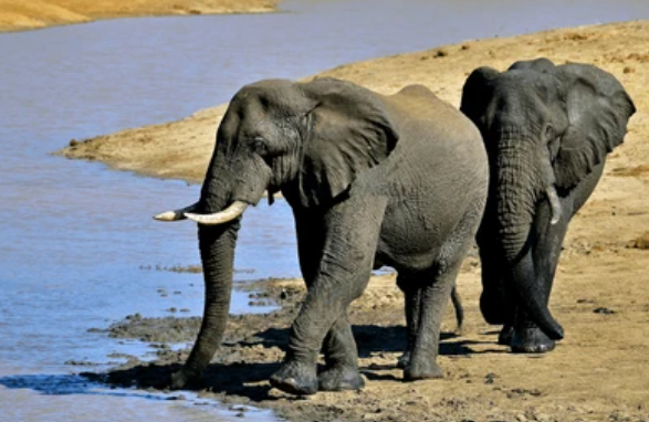 Kruger Park Explorer: 4-Days of Safari Discovery