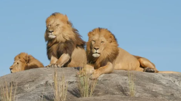 An Unparalleled Wildlife Experience: 5-Day Tanzania Safari