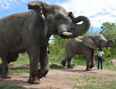 Hartbeespoort Adventure: Full-Day Elephant Sanctuary Safari Hartbeespoort Adventure: Full-Day Elephant Sanctuary Safari