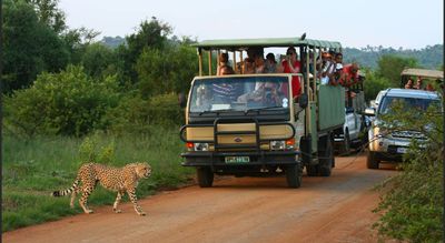 3-Hour Private Game Drive of Pilanesberg National Park (Safari Group Tour)