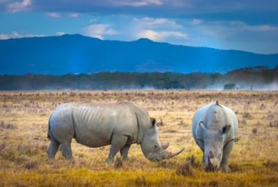 Kenyan Wilderness Odyssey: A 4-Day Luxury Safari