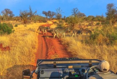 Ultimate Madikwe Retreat: 3-Day Luxury Safari