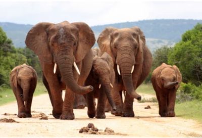 Immersive 4-Day Kruger Safari with Exclusive Private Game Reserve Experience