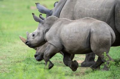 3-Day Ultimate Pilanesberg Camping Safari: Unwind in Nature’s Heart