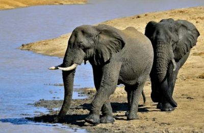 Ultimate Kruger Safari Experience: 5-Days of Wildlife Adventure