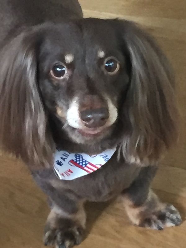 Winston's Rescue Room Project