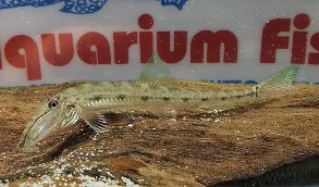 ACANTOPSIS CHOIRORHYNCUS - ELEPHANT FISH