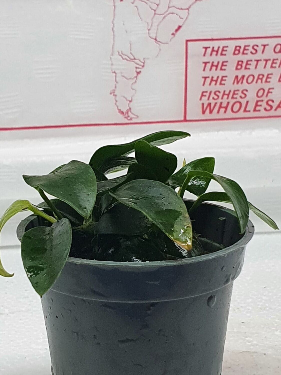 Anubias nana bonsai