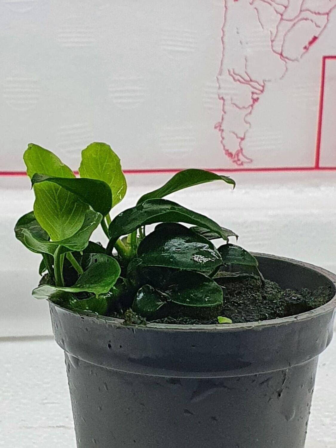 Anubias nana mini