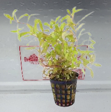 Ammania pedicellata gold