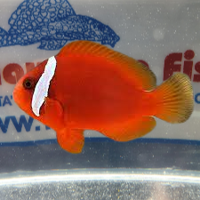 AMPHIPRION FRENATUS