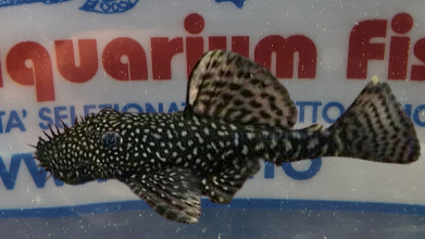 ANCISTRUS SP.