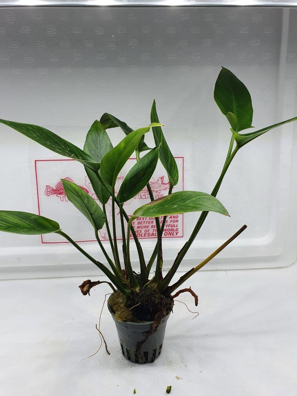 Anubias hastifolia