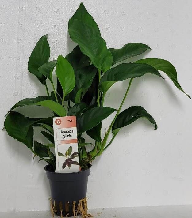 Anubias gilletii