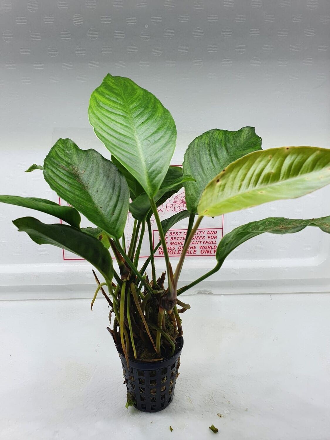 Anubias heterophylla