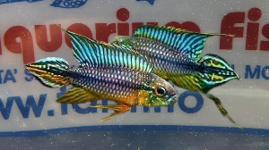 APISTOGRAMMA AGASSIZI ALENQUE SM