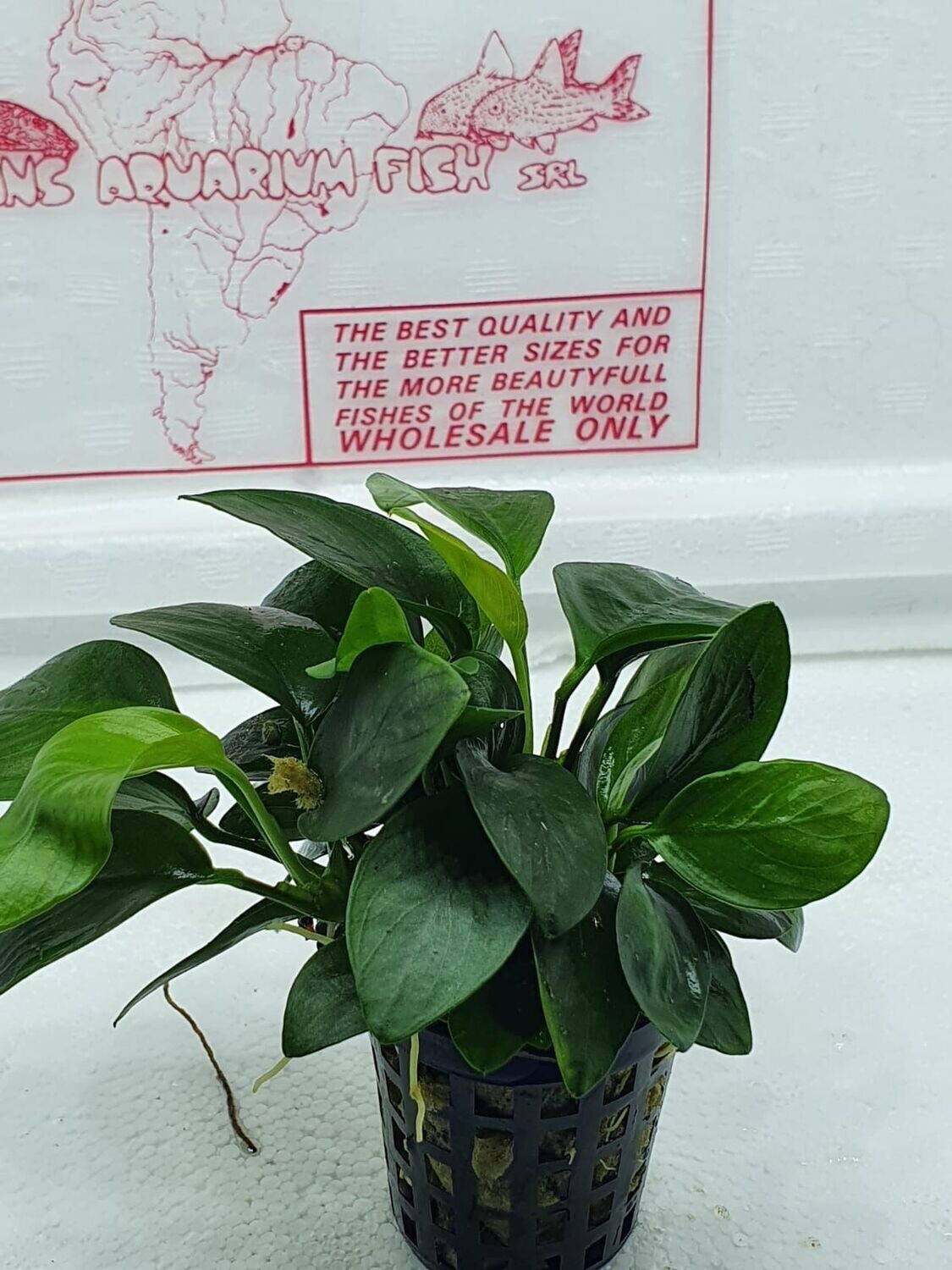 Anubias nana