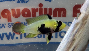 APISTOGRAMMA PANDURINI SM