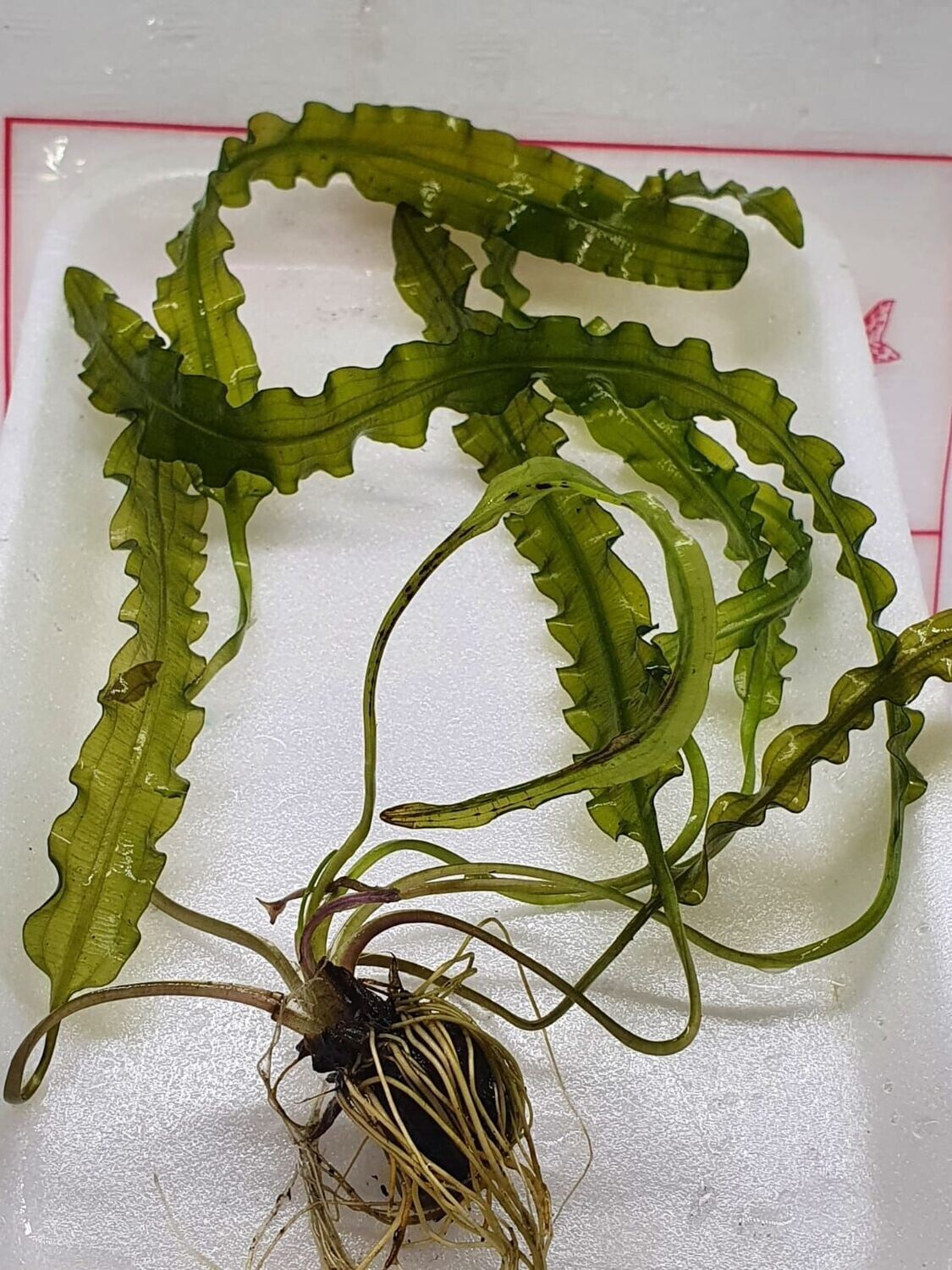 Aponogeton longiplumulosus with leaves