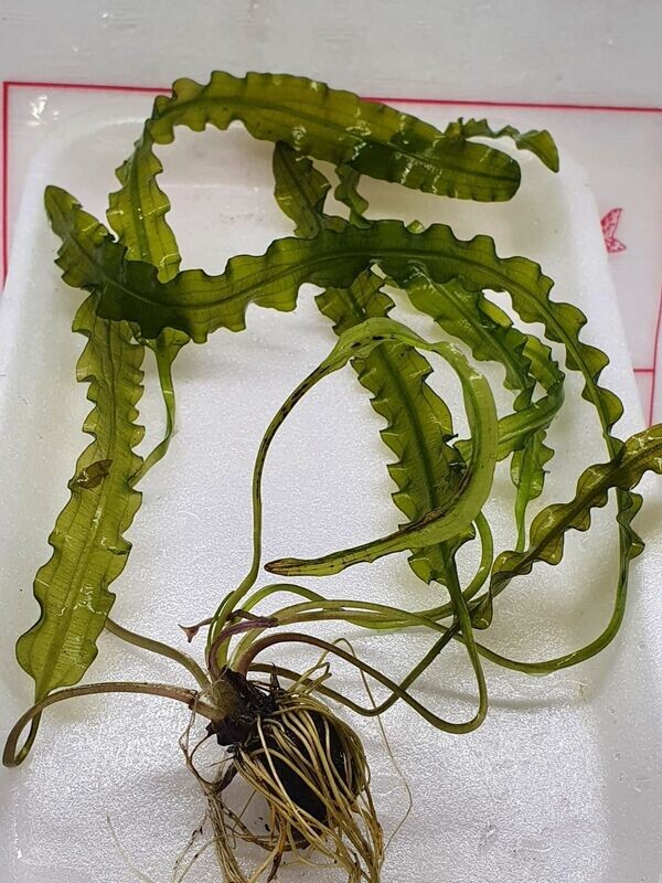Aponogeton longiplumulosus with leaves