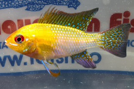 APISTOGRAMMA RAMIREZI GOLD M