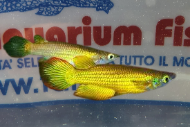 APLOCHEILUS LINEATUS GOLD