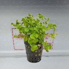 Bacopa Australis