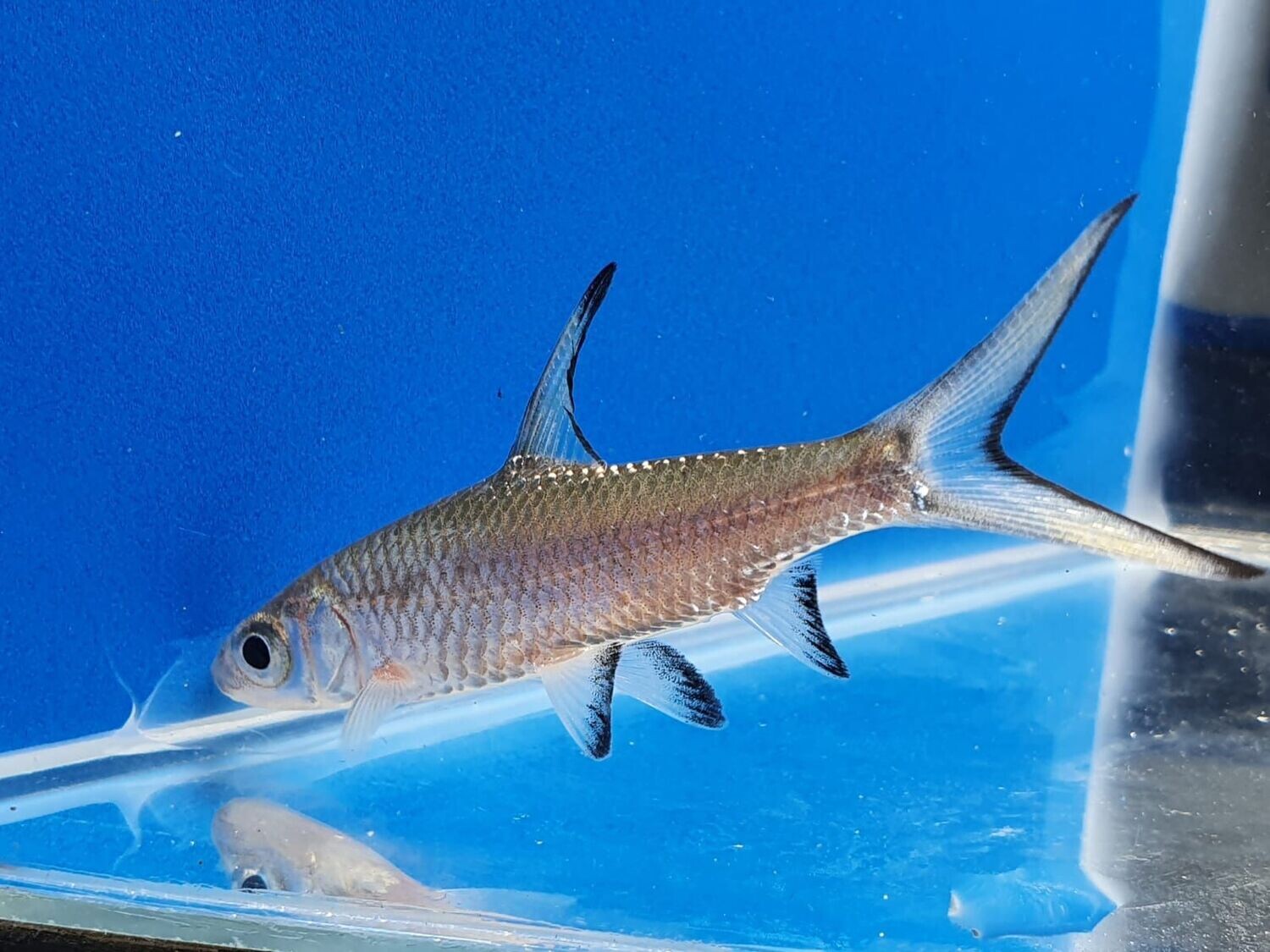 BALANTIOCHEILUS