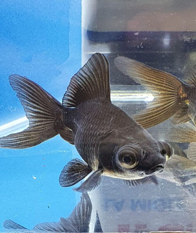 BLACK MOOR-5cm