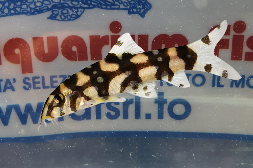 BOTIA KUBOTAI