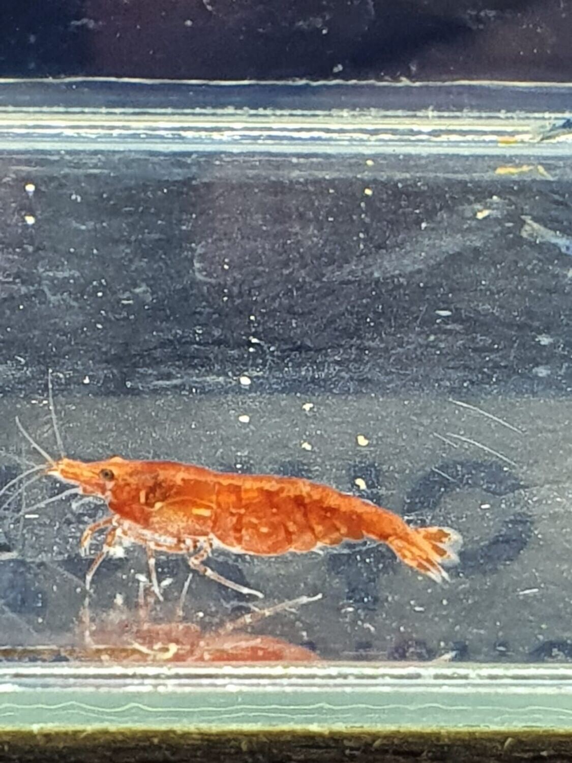 CARIDINA-HETEROPODA-BLOODY-MARY