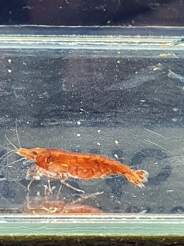 CARIDINA-HETEROPODA-BLOODY-MARY