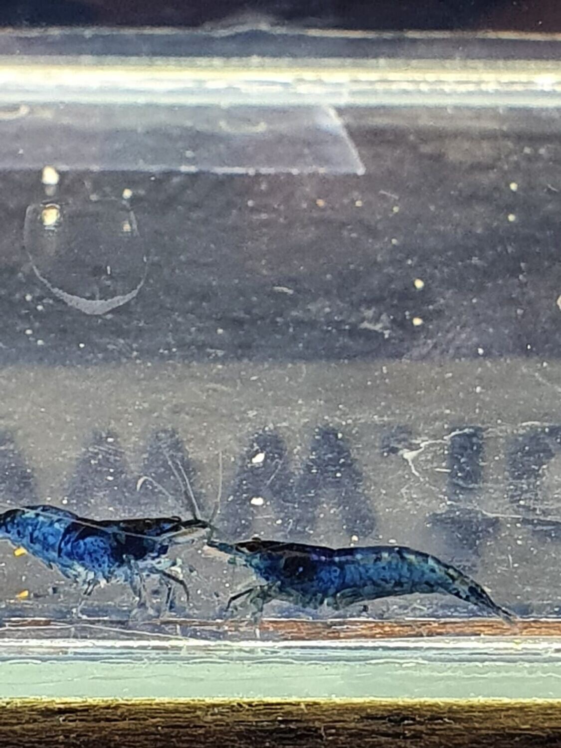 CARIDINA-BLU-RILLI
