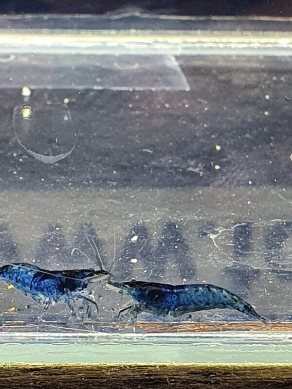 CARIDINA-BLU-RILLI