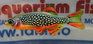 CELESTICHTYS MARGARITATUS - RASBORA GALAXI