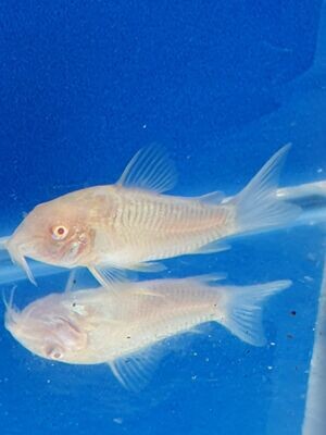 CORYDORAS ALBINO