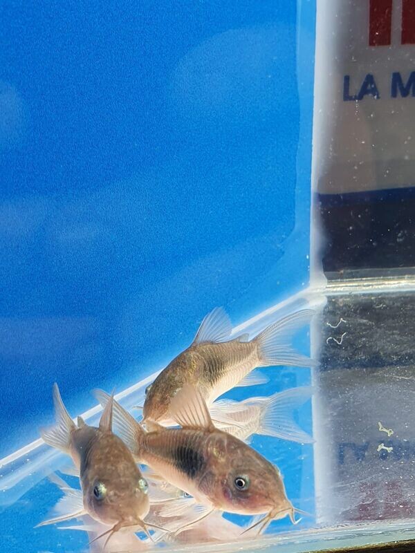 CORYDORAS AENEUS