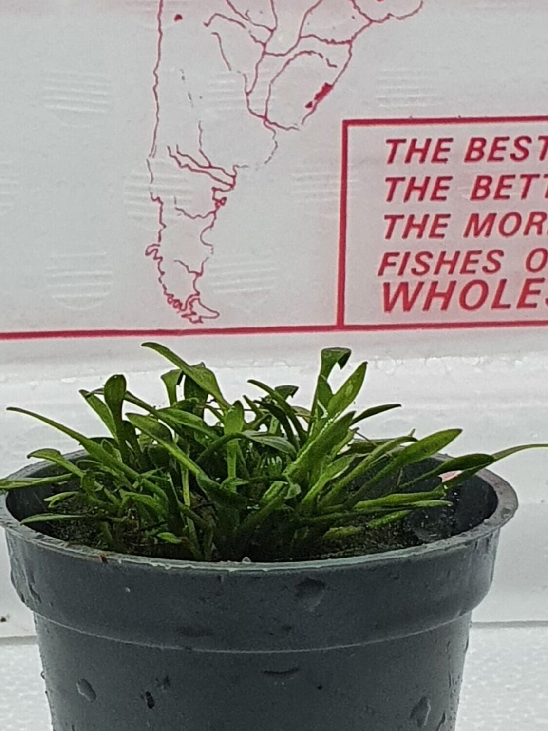 Cryptocoryne parva
