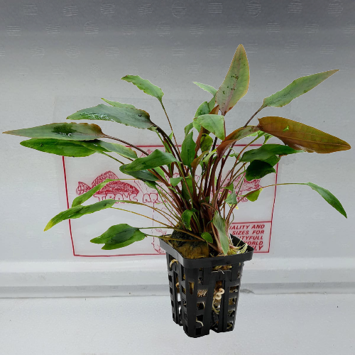 Cryptocoryne walkerii