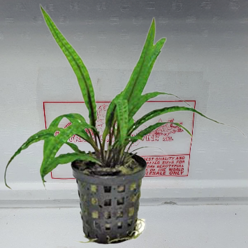 Cryptocoryne balansae