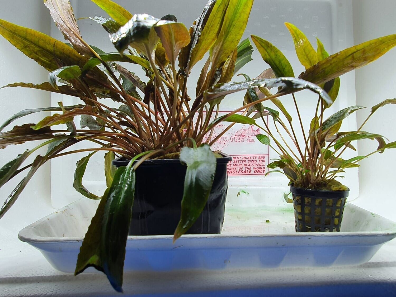 Cryptocoryne species brown XL