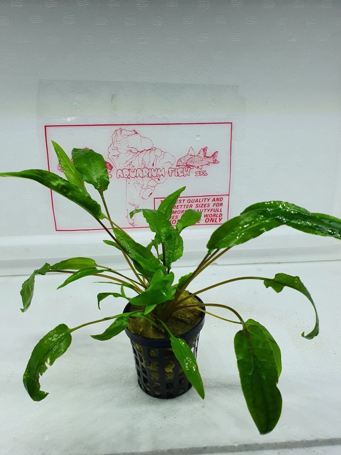 Cryptocoryne wendtii green