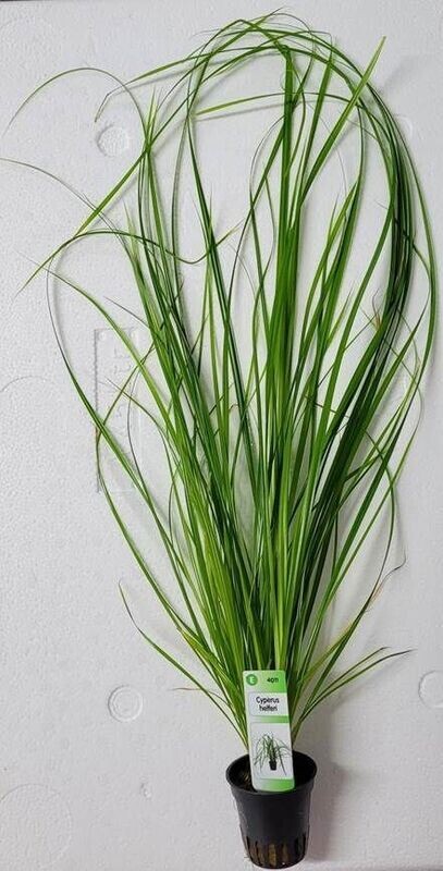 Cyperus helferii