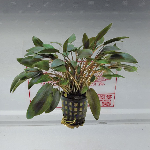 Cryptocoryne wendtii brown