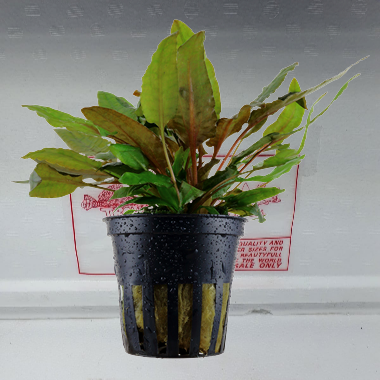 Cryptocoryne wendtii tropica