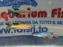 DANIO ASSORTITI (RERIO / FRANKEI / GOLD)